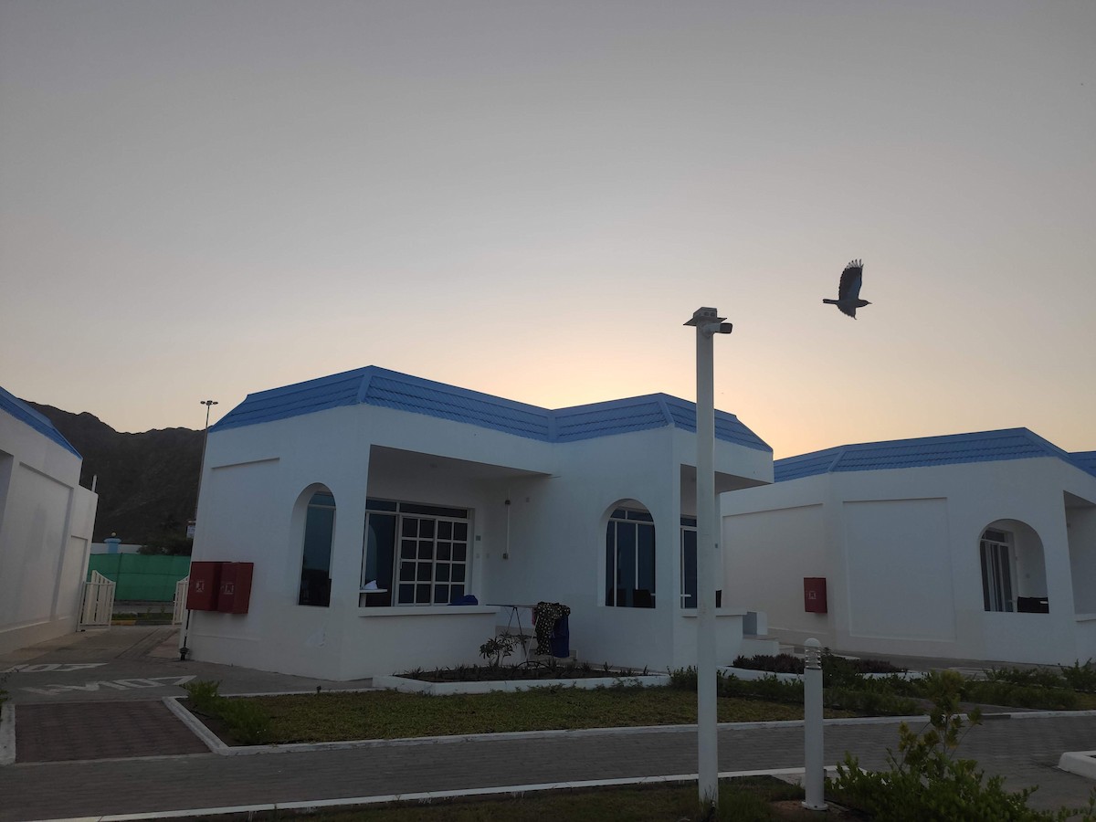 כחל הודי - ML646389696