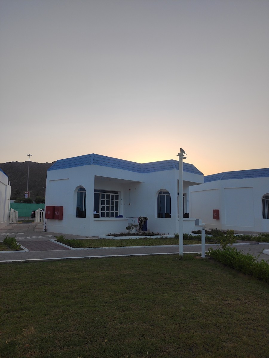 כחל הודי - ML646389697