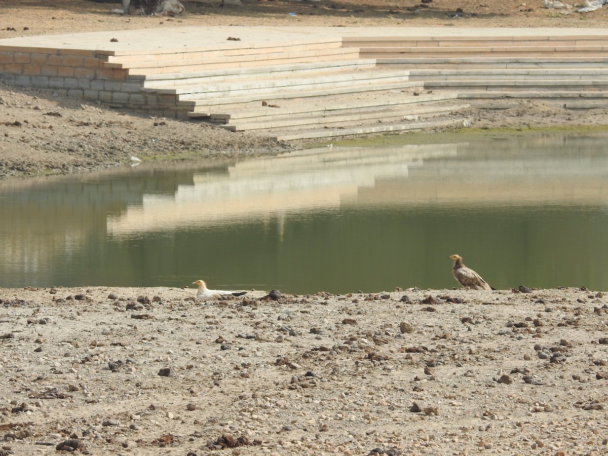 רחם מדברי - ML646389699