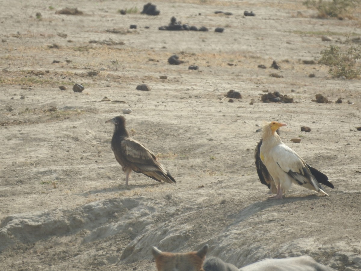 רחם מדברי - ML646389700