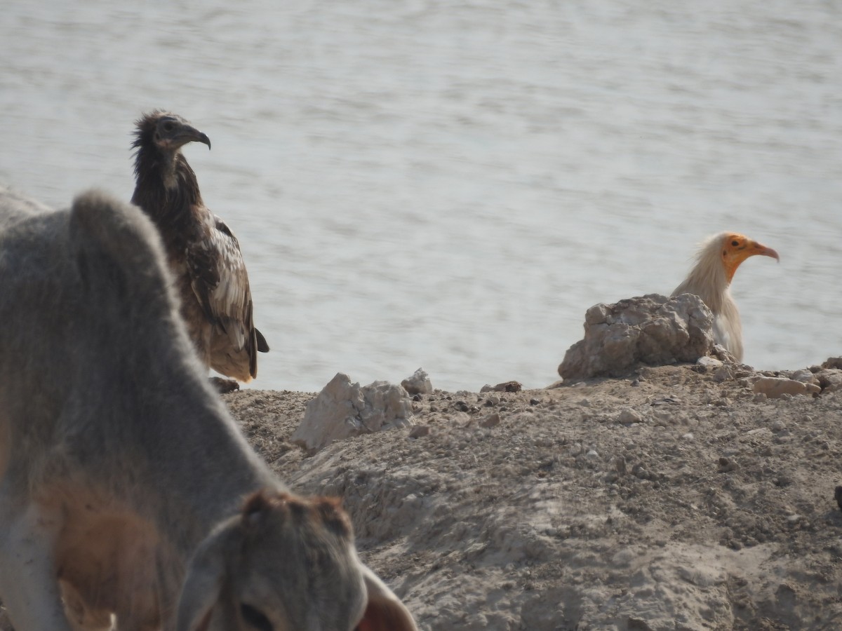 רחם מדברי - ML646389701