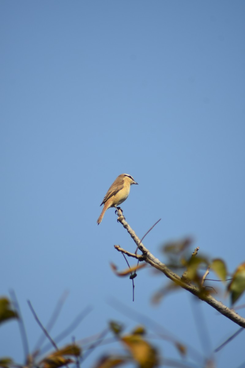 חנקן חום - ML646389704