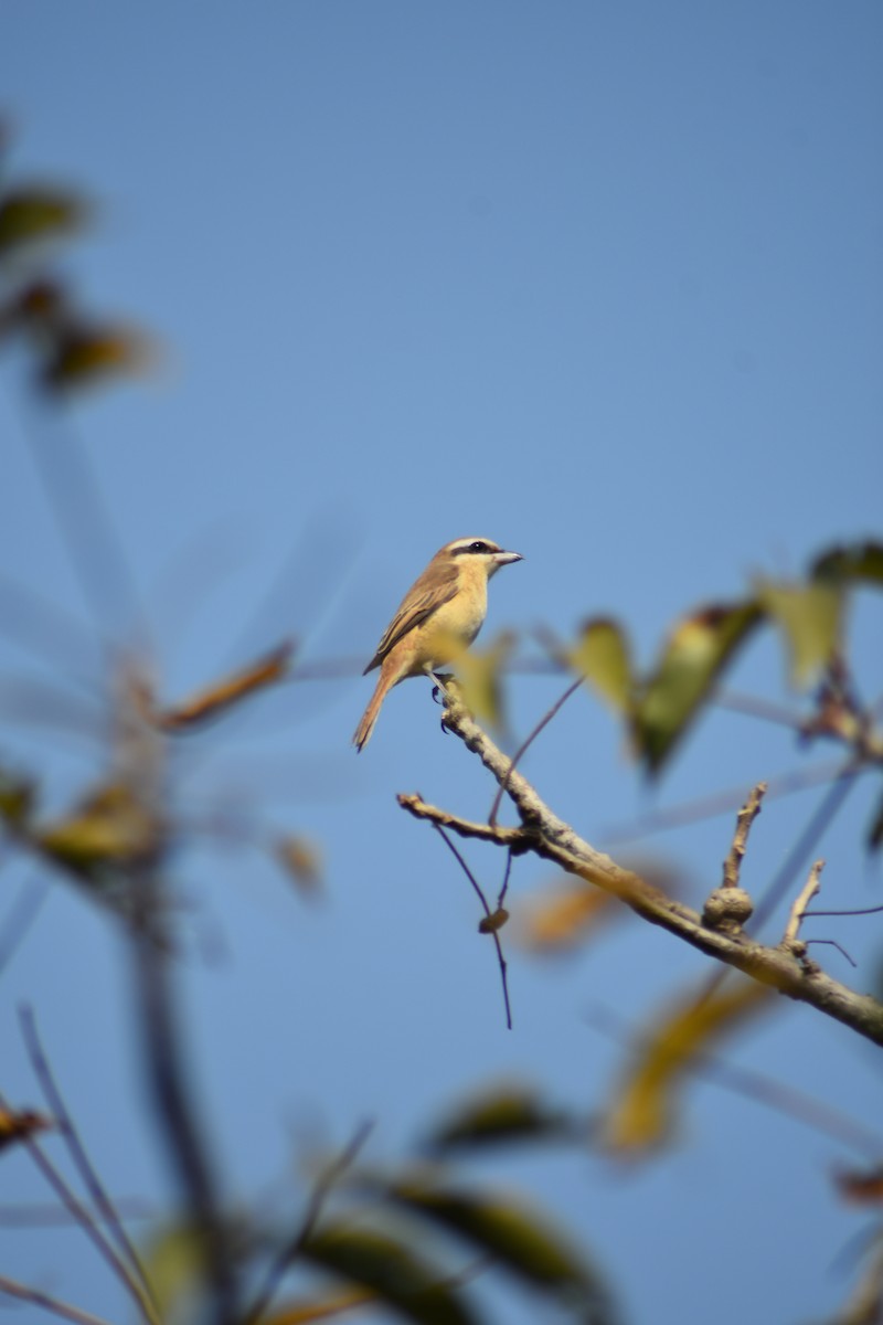 חנקן חום - ML646389705