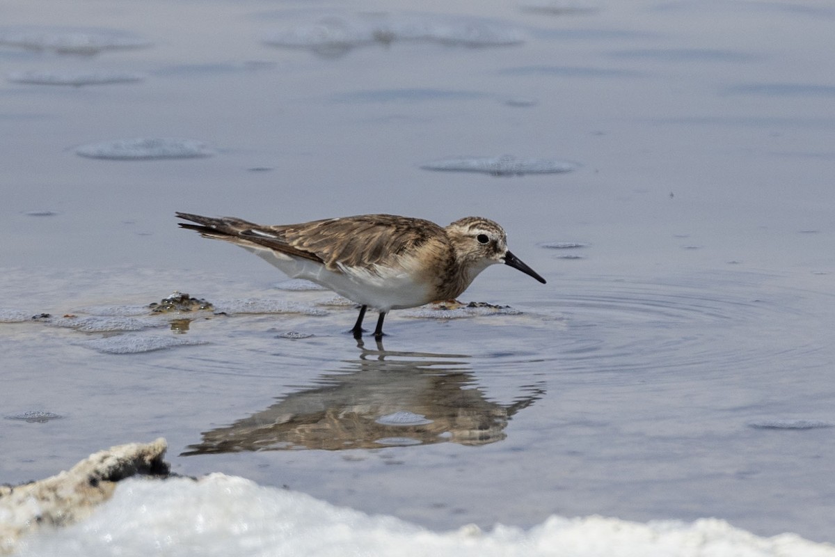 חופית בירד - ML646389706