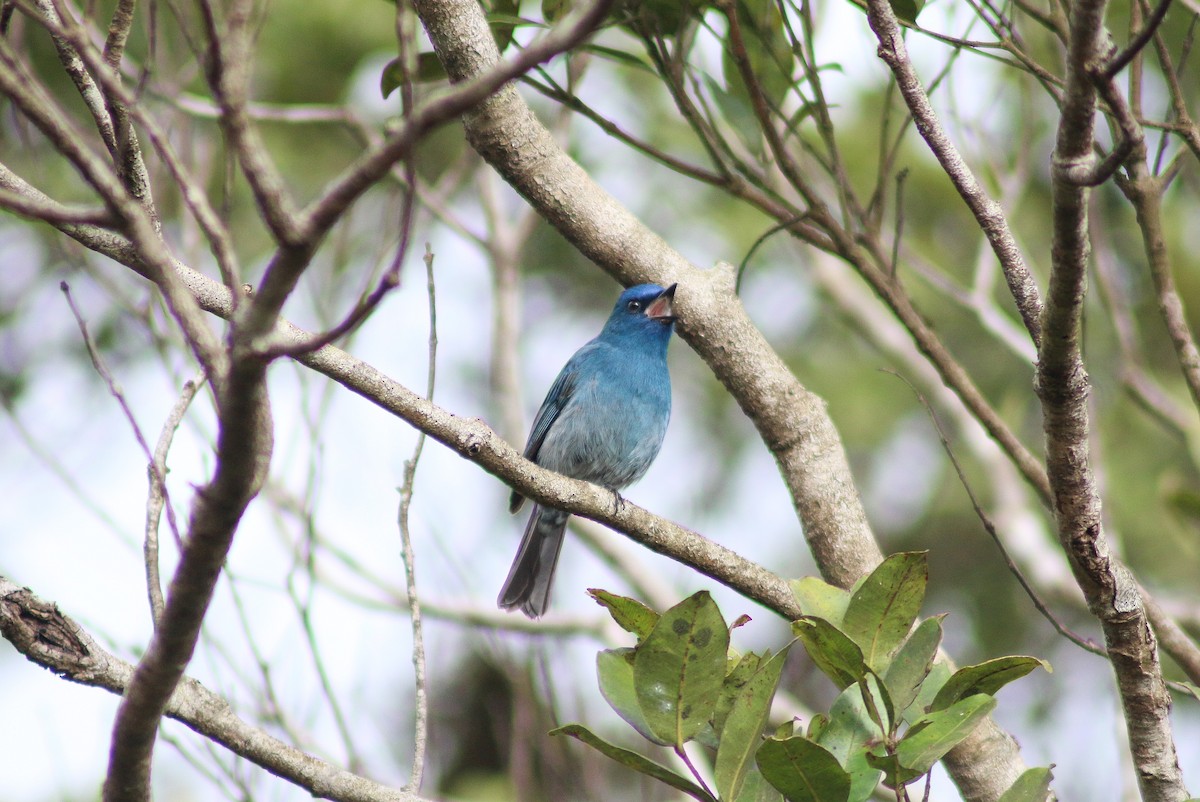 Verditer Flycatcher - ML646389707