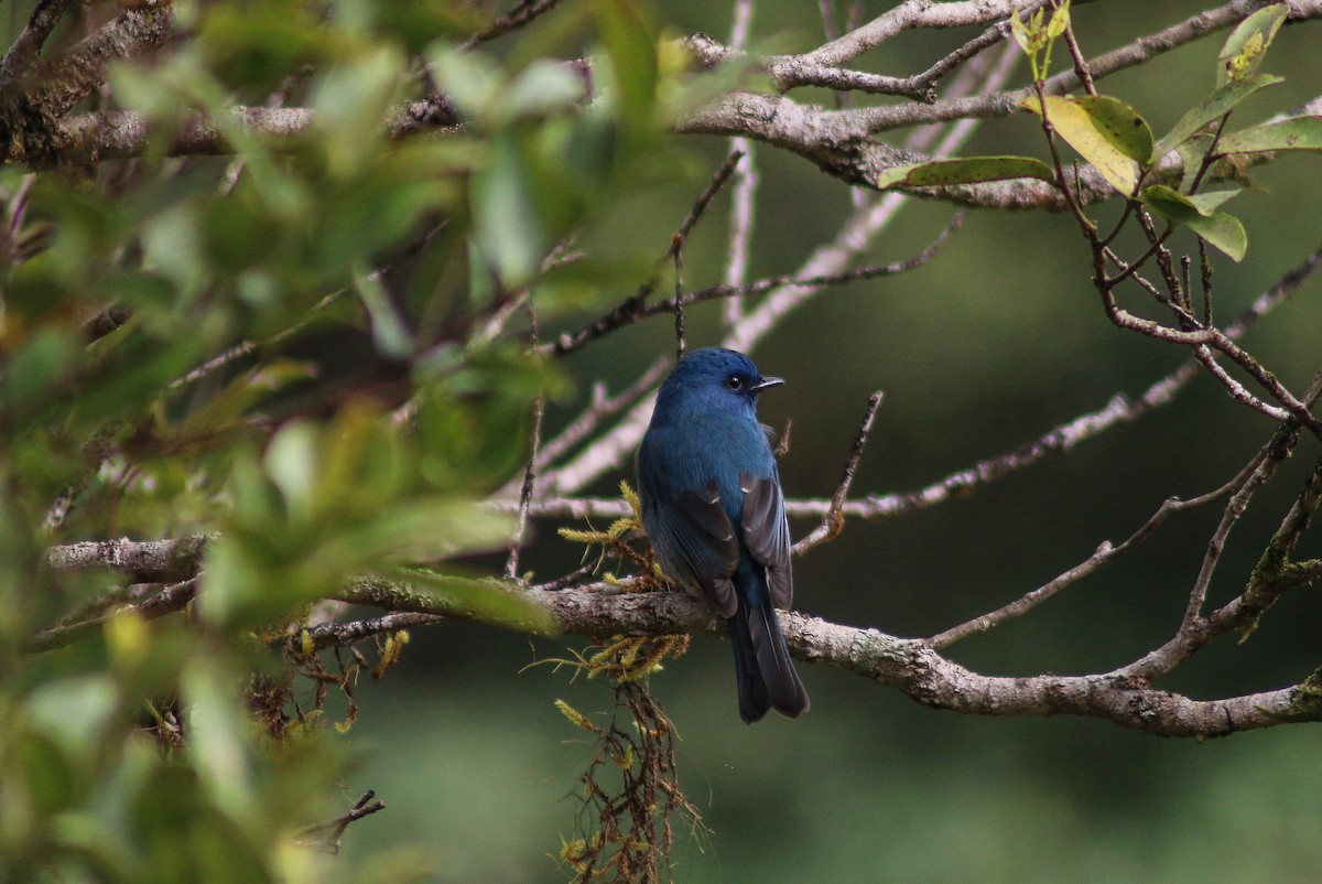 Verditer Flycatcher - ML646389708