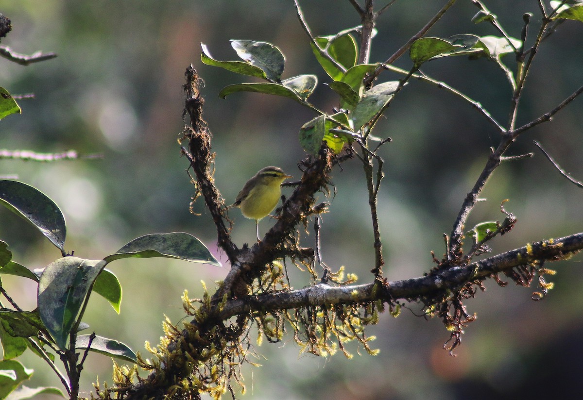 Mosquitero de Tickell - ML646389709
