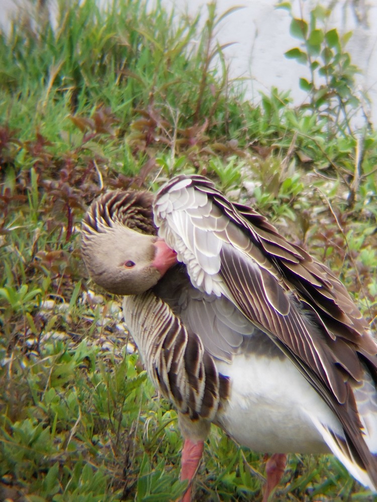 אווז אפור - ML646389714