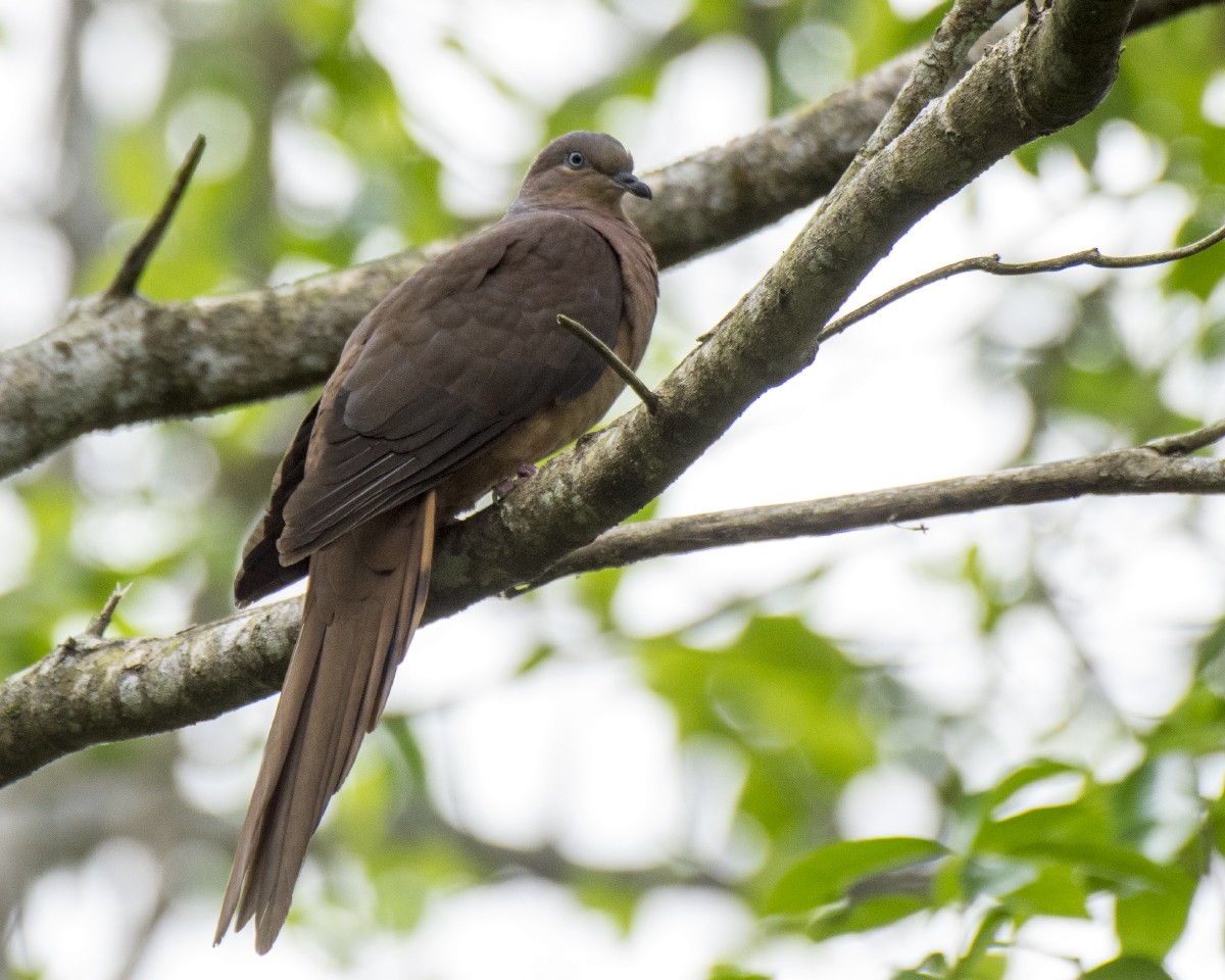 Brown Cuckoo-Dove - ML646389715