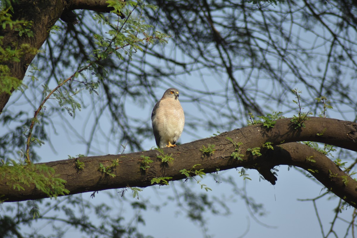 Shikra - ML646389716