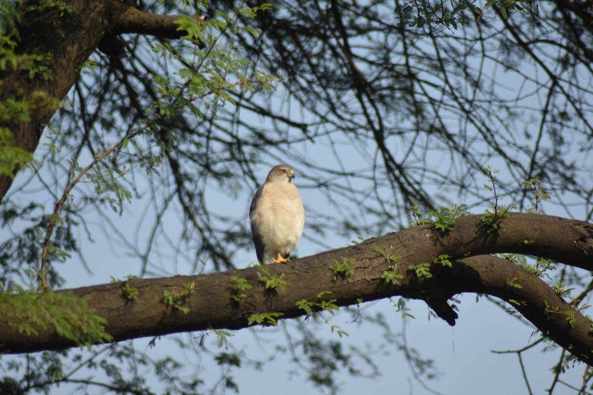 Shikra - ML646389717