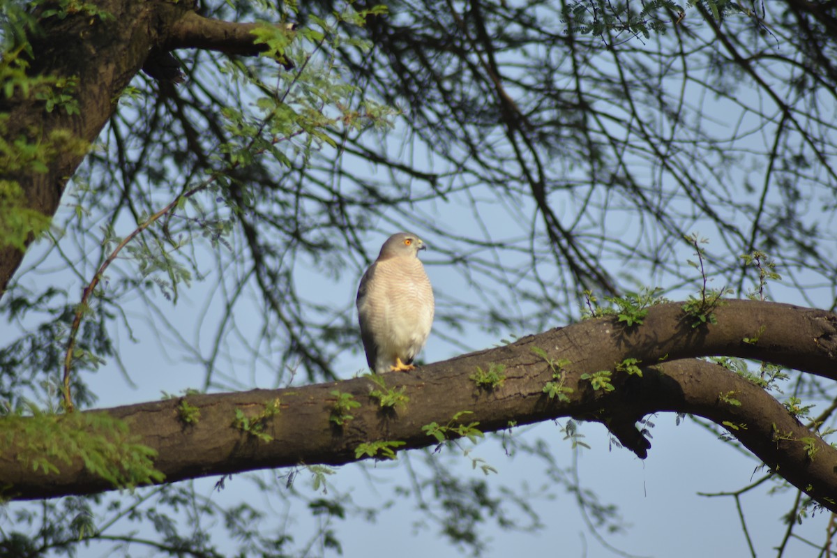 Shikra - ML646389718