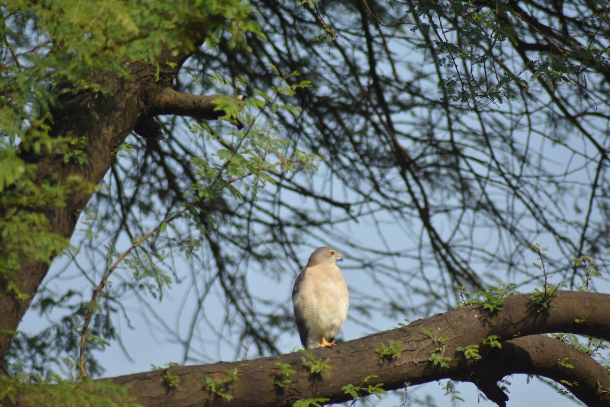 Shikra - ML646389719