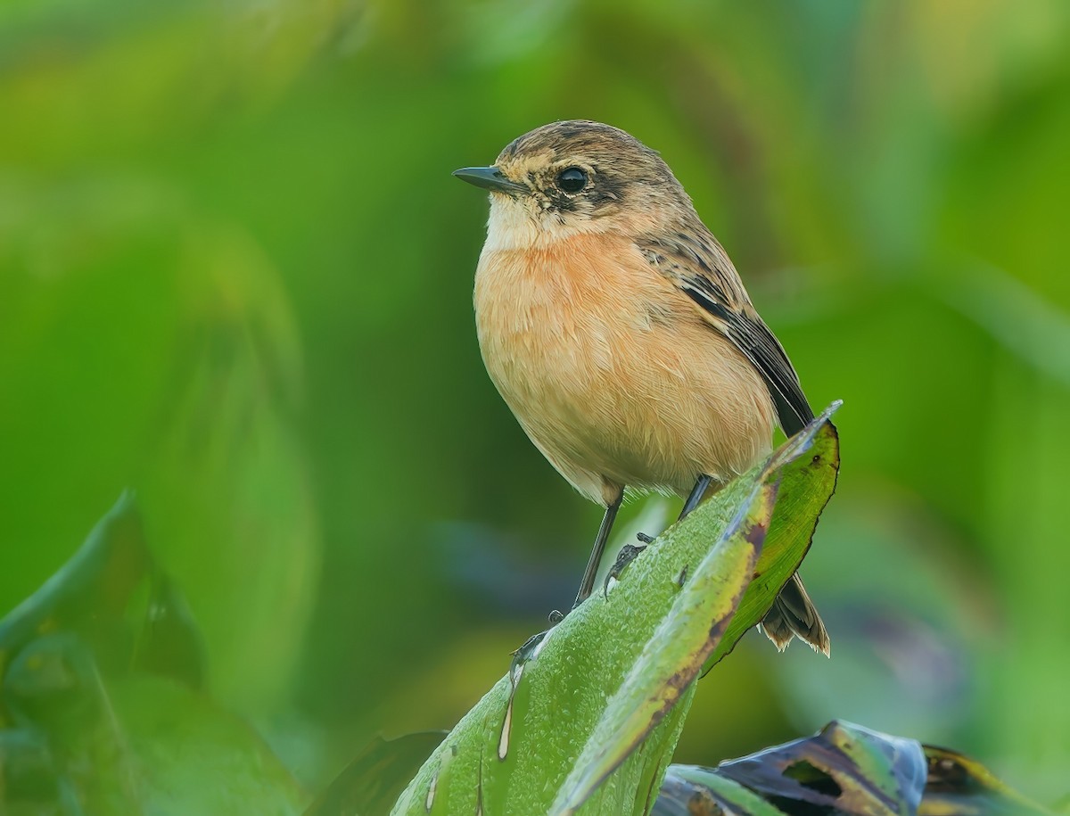 Amur Stonechat - ML646389731