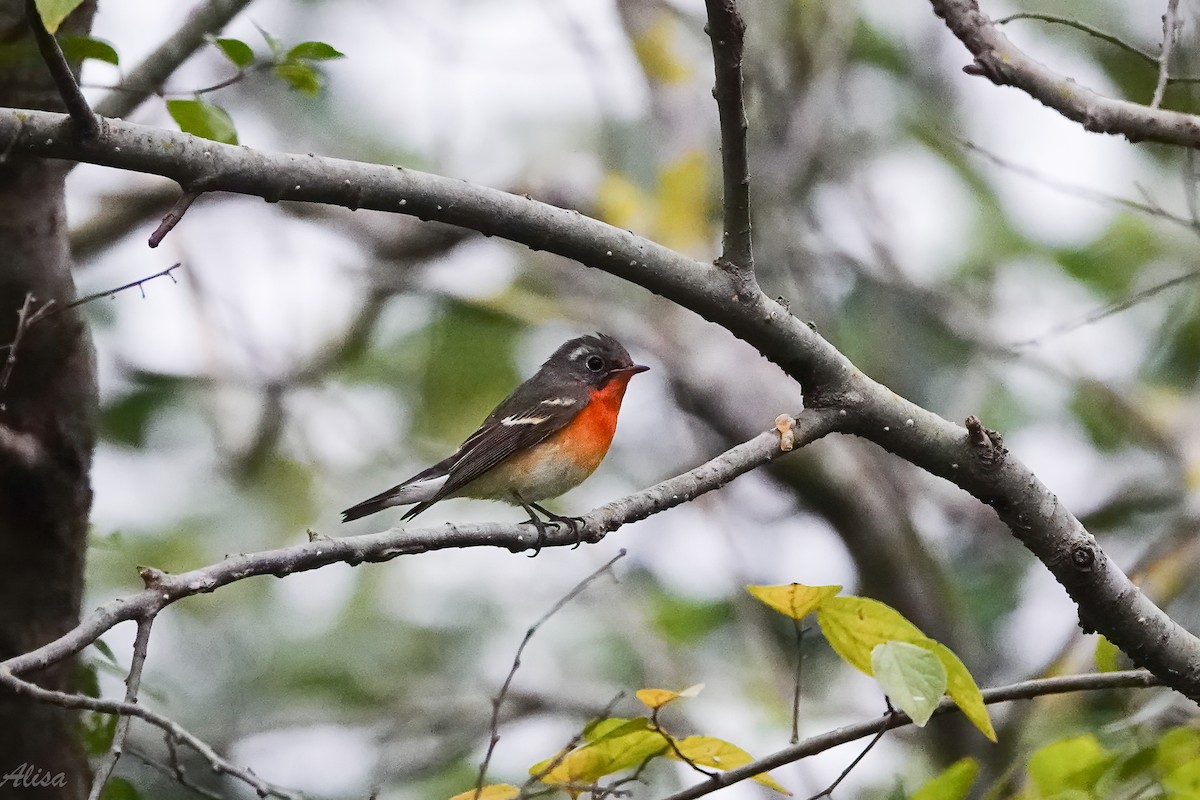 Mugimaki Flycatcher - ML646389733