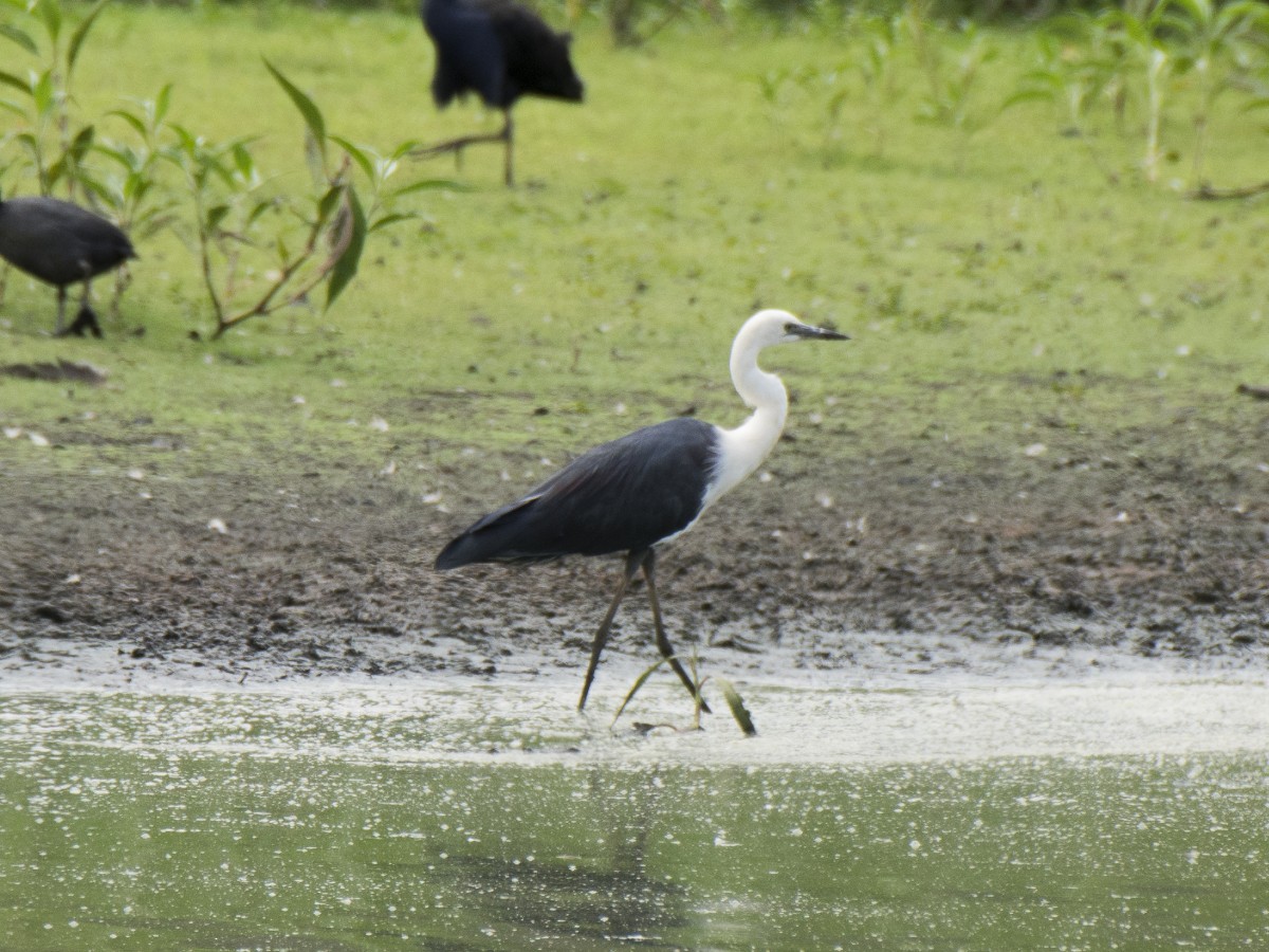Pacific Heron - ML646389735