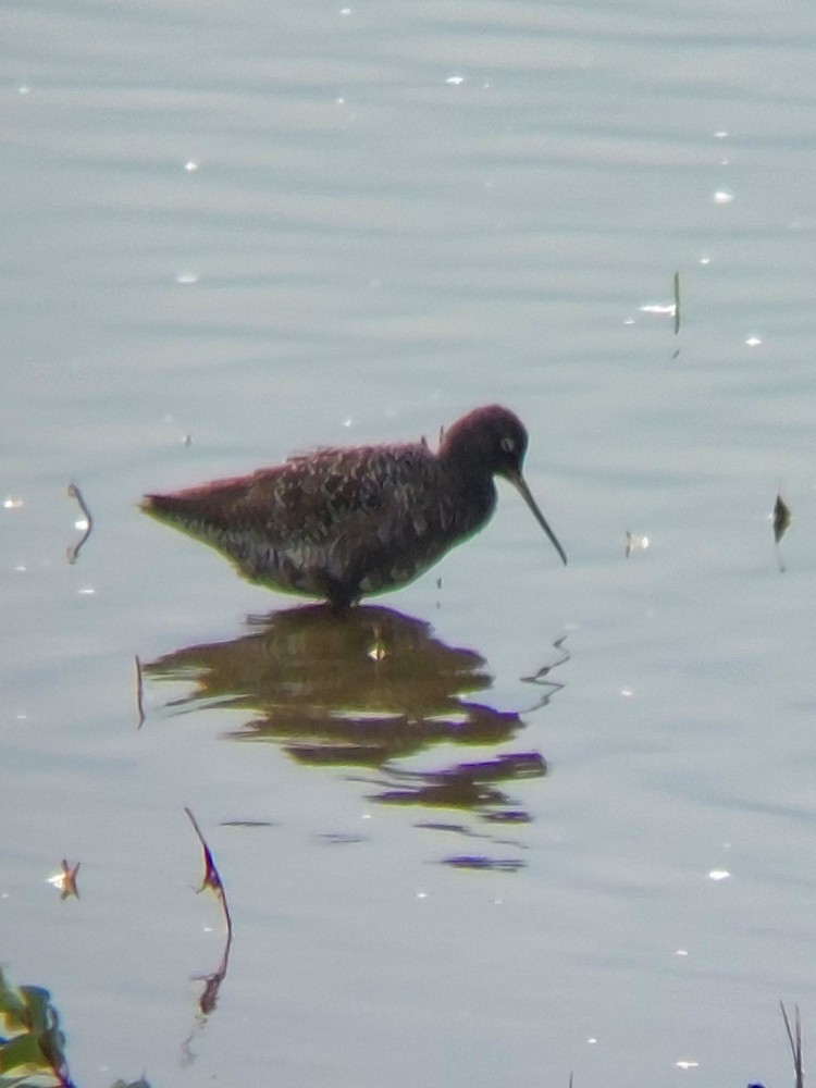 Spotted Redshank - ML646389737