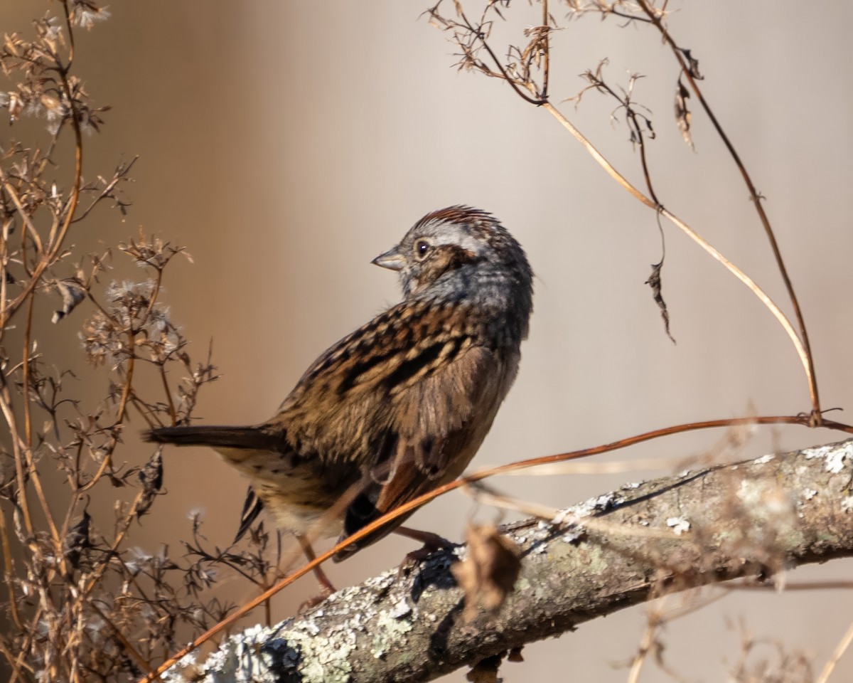 Swamp Sparrow - ML646389740