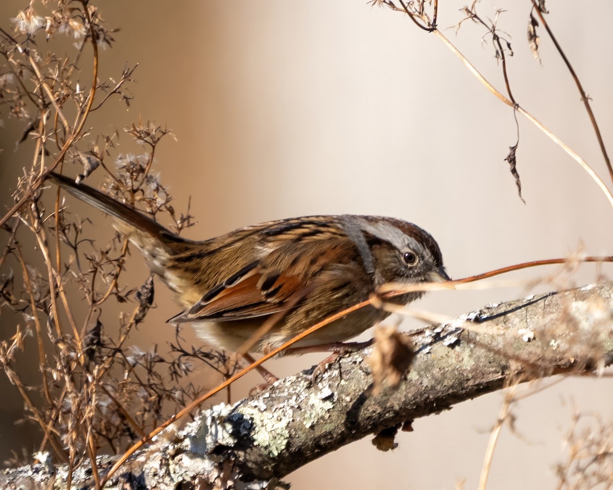 Swamp Sparrow - ML646389741