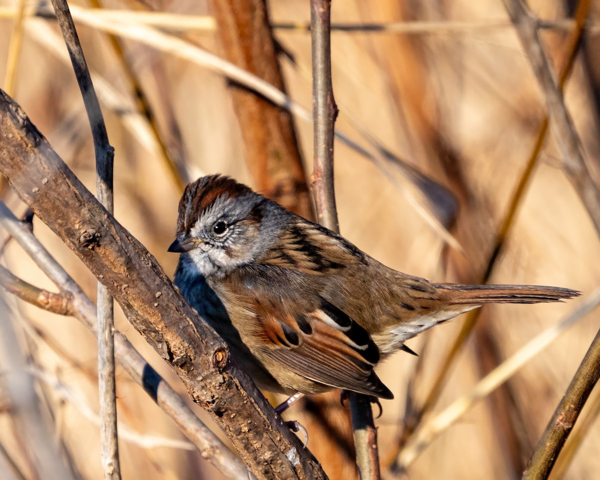 Swamp Sparrow - ML646389744