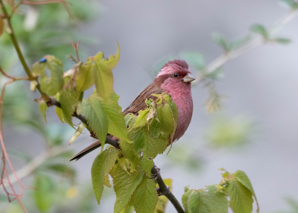 Pink-browed Rosefinch - ML646389748