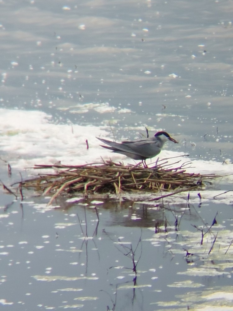 Whiskered Tern - ML646389749