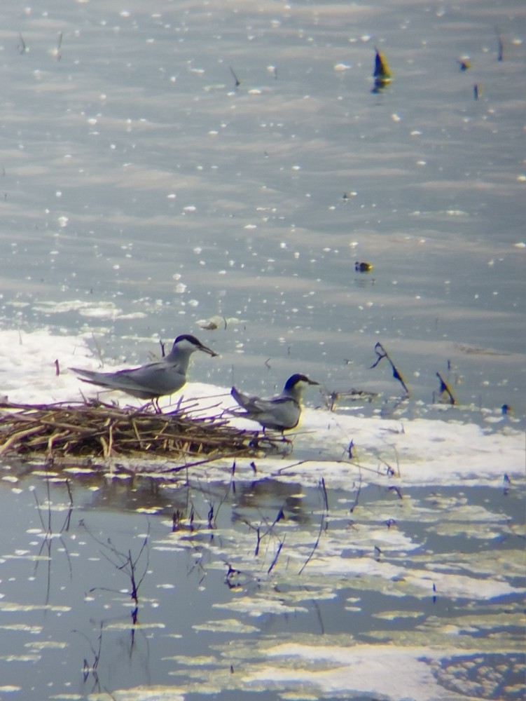 Whiskered Tern - ML646389750