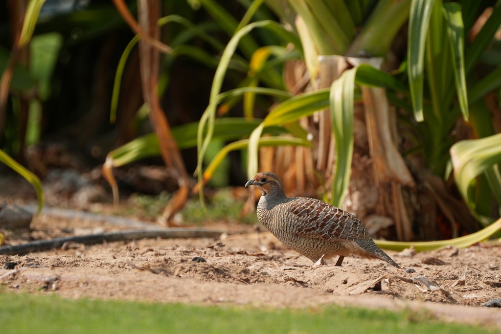 Francolin gris - ML646389751