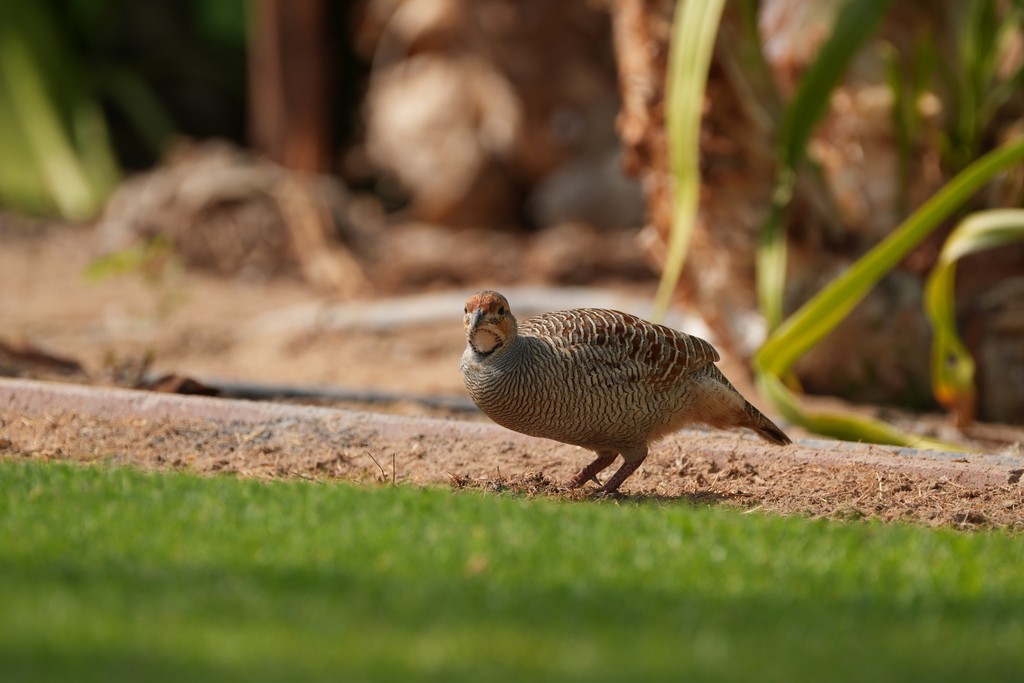 Francolin gris - ML646389752