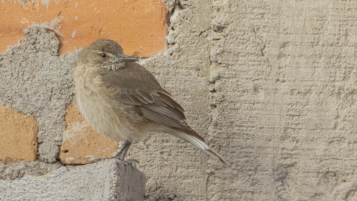 Black-billed Shrike-Tyrant - ML646389753