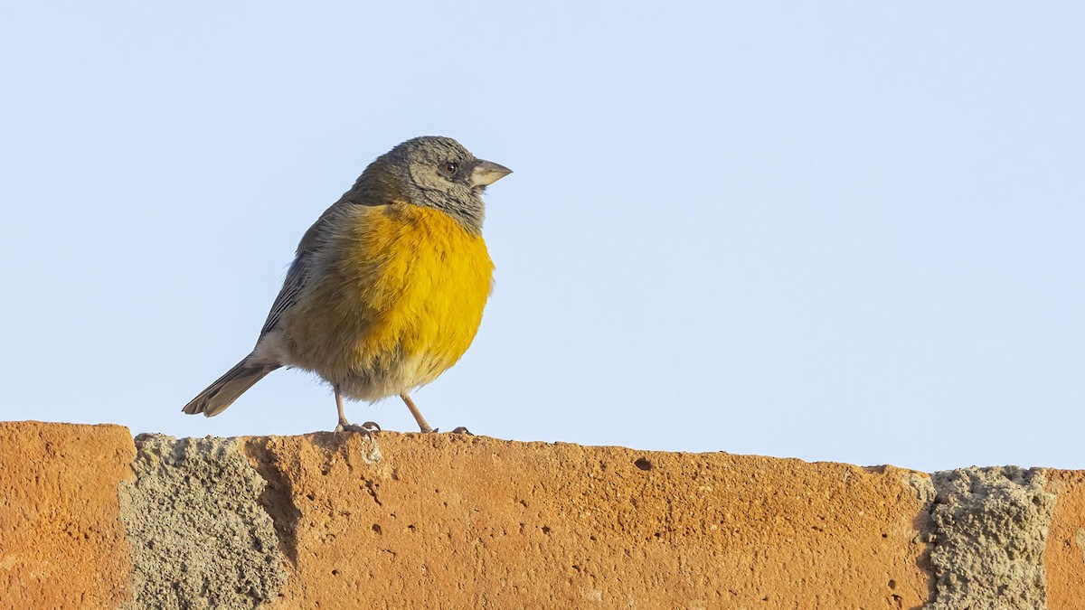 Peruvian Sierra Finch - ML646389754