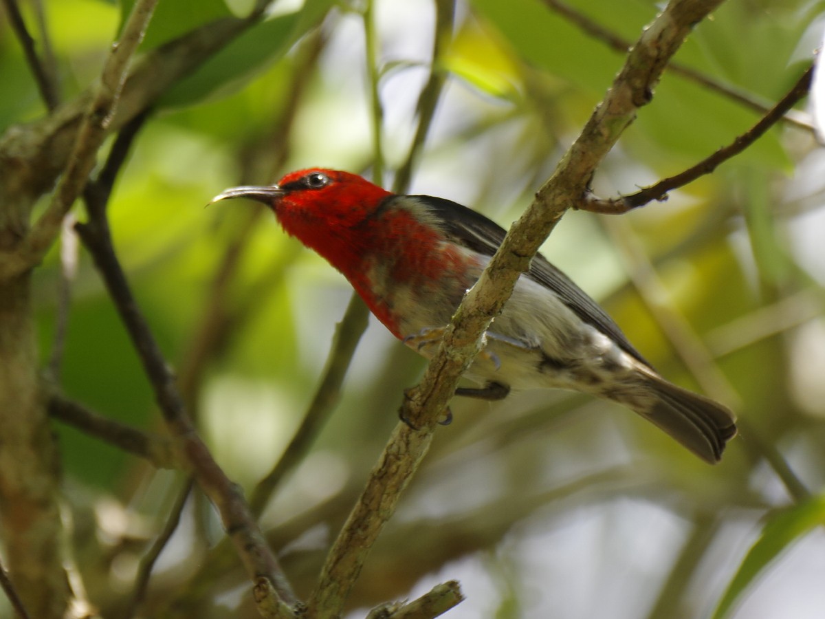 Scarlet Myzomela - ML646389755