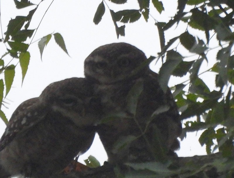 Spotted Owlet - ML646389761