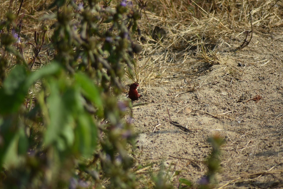 Red Avadavat - ML646389762