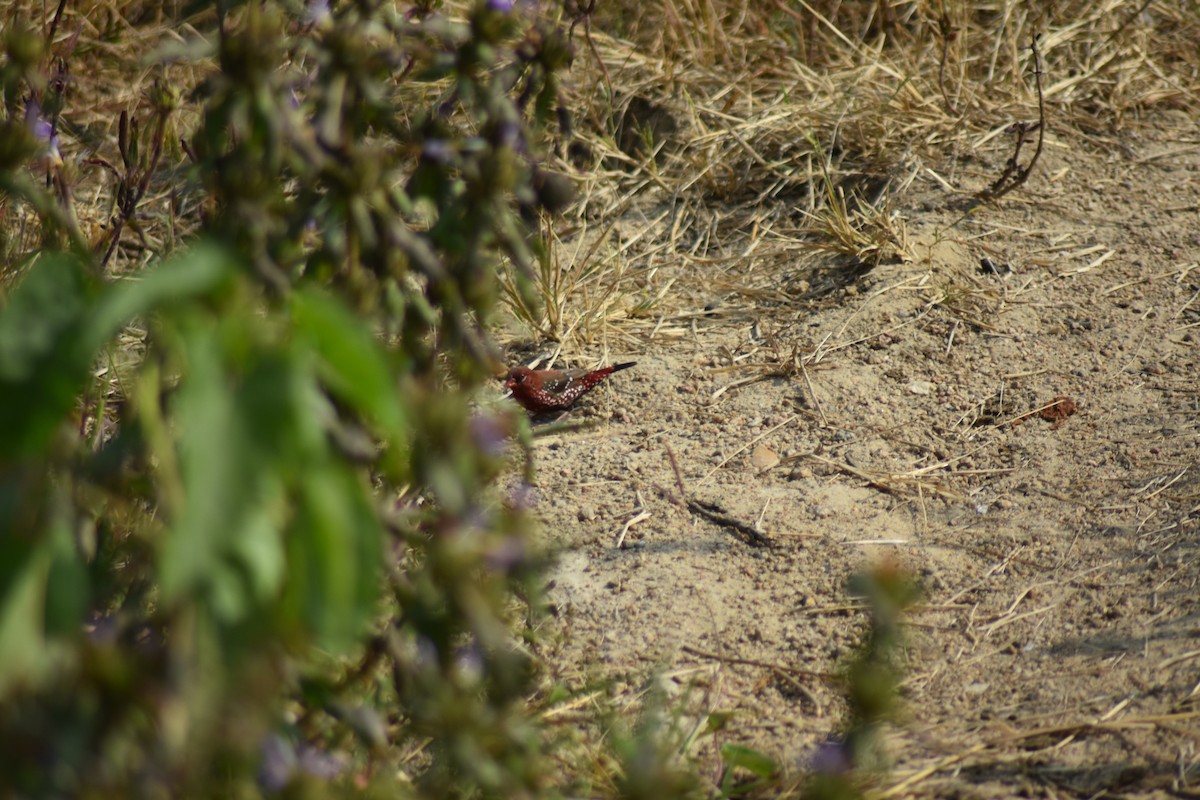 Red Avadavat - ML646389763