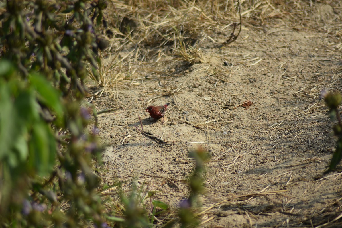 Red Avadavat - ML646389764