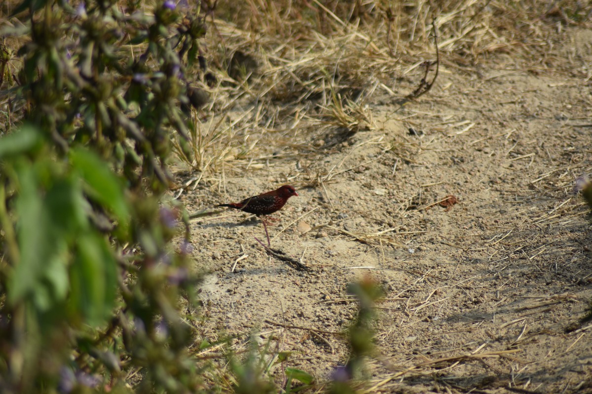 Red Avadavat - ML646389765