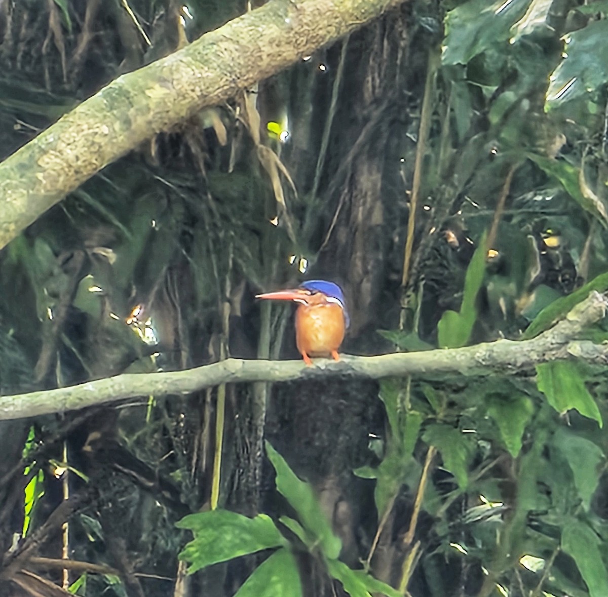 Blue-eared Kingfisher - ML646389766