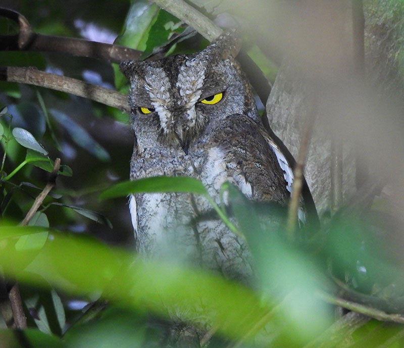 Oriental Scops-Owl - ML646389767