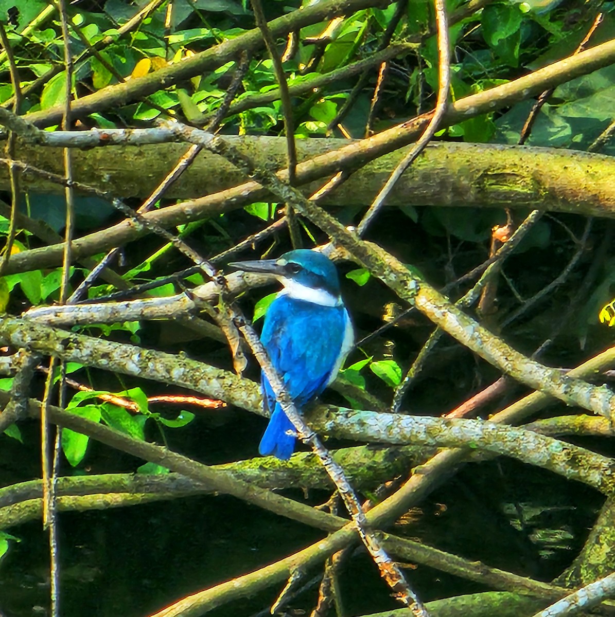 白領翡翠 - ML646389769