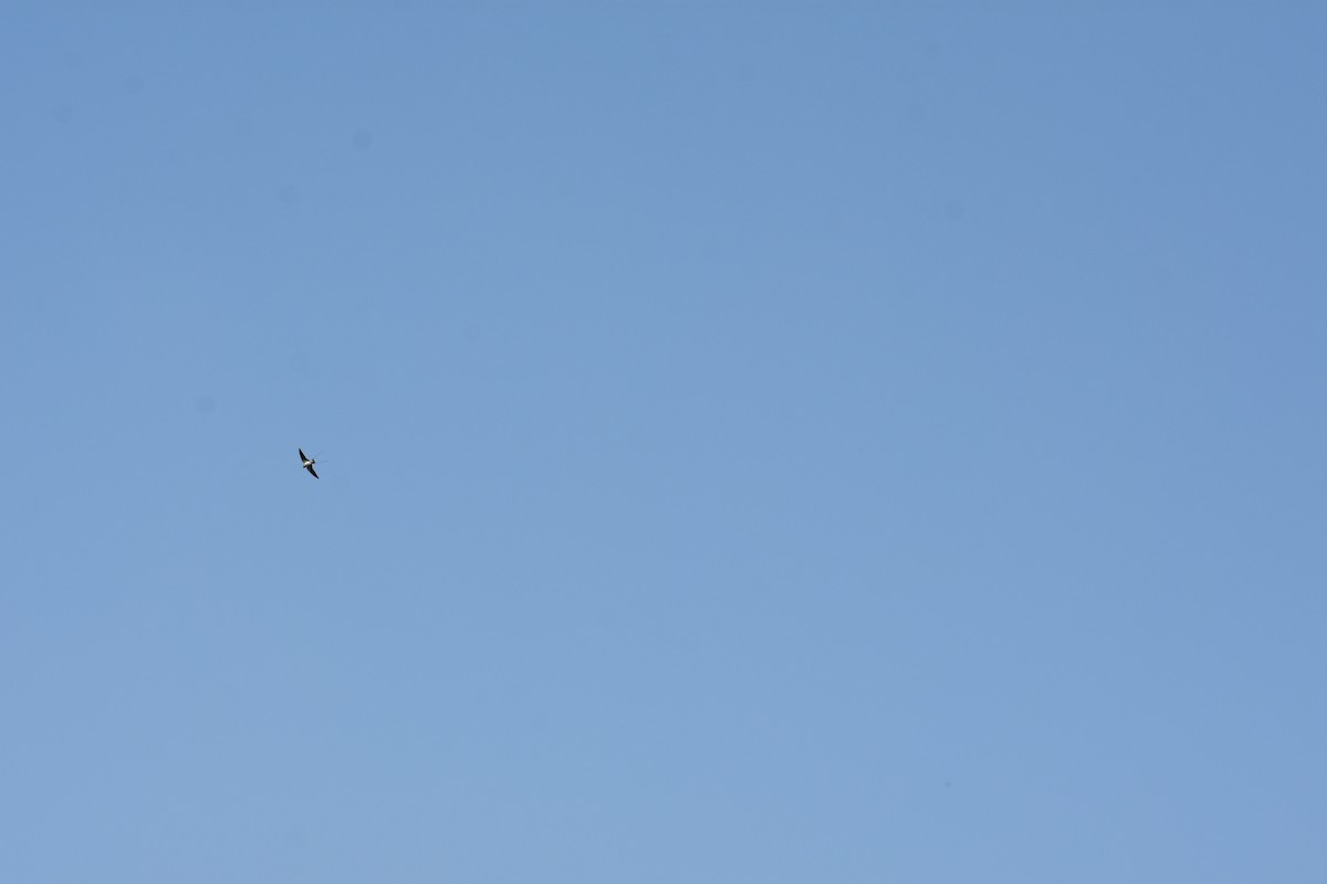 Wire-tailed Swallow - ML646389770