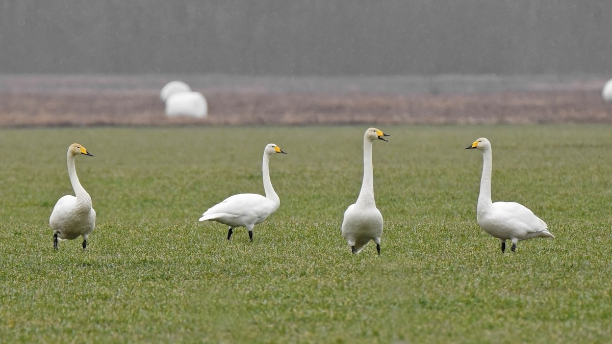 Гангар хун - ML646389772