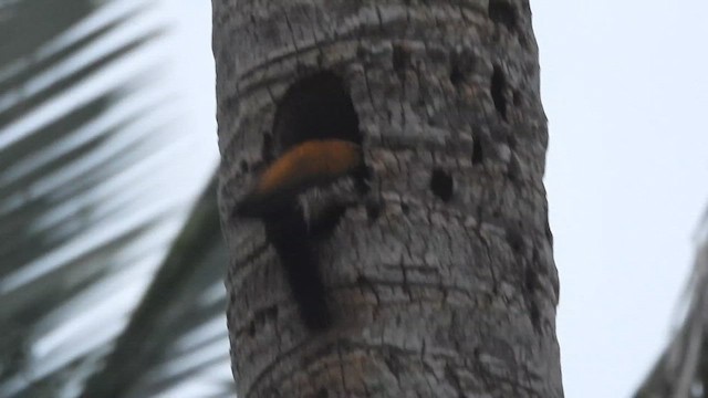 Pito Sultán Grande - ML646389773