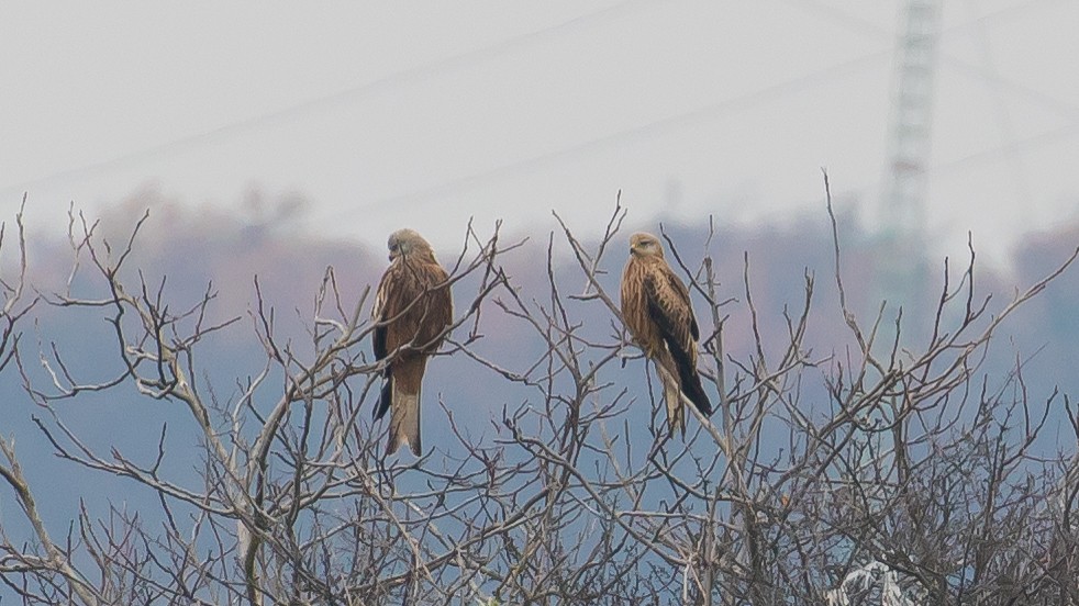 Red Kite - ML646389774