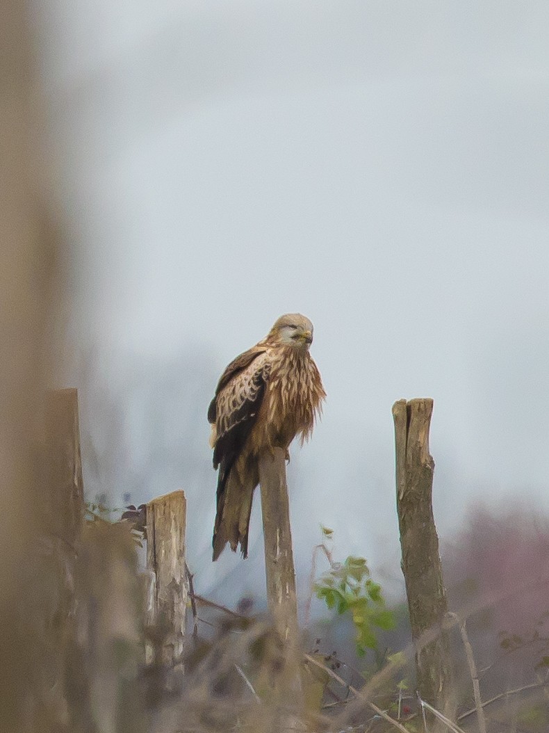 Red Kite - ML646389775
