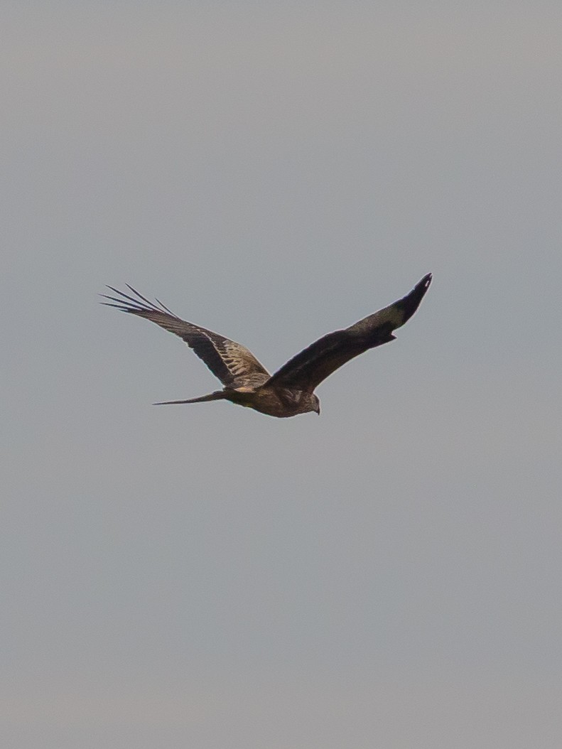 Red Kite - ML646389776
