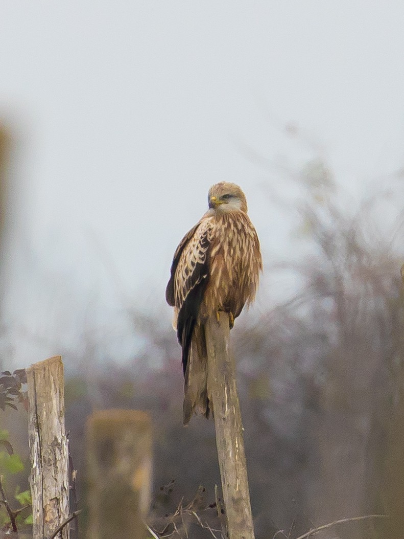 Red Kite - ML646389778