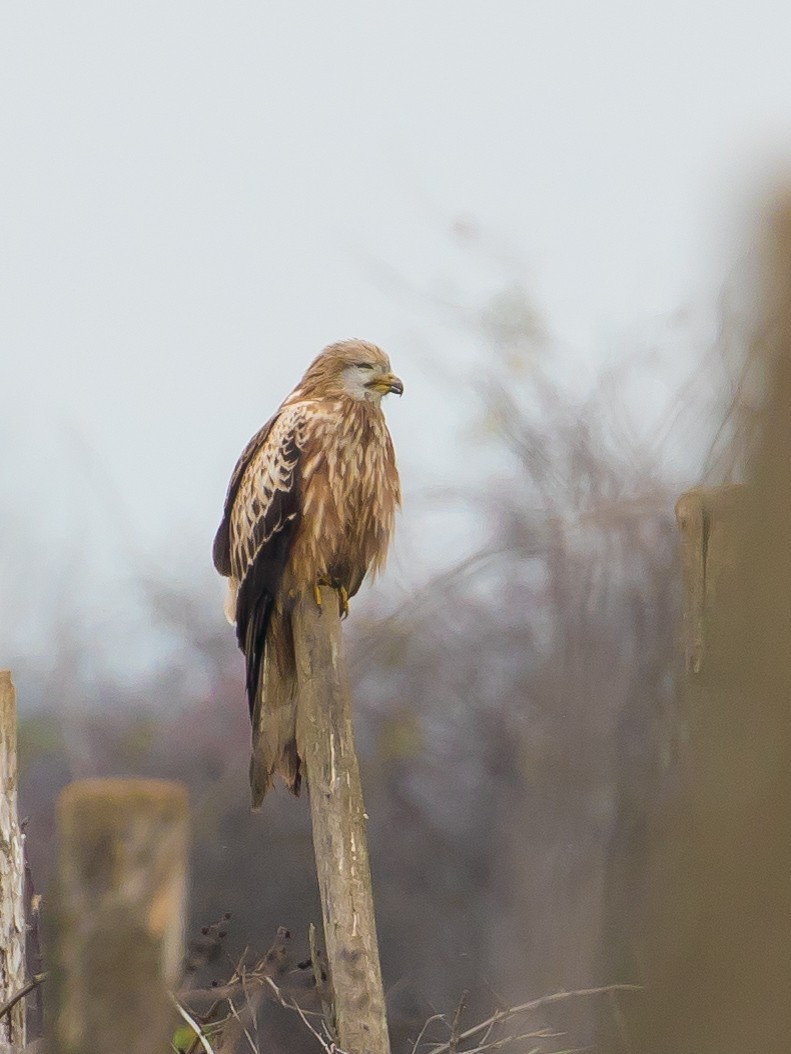 Red Kite - ML646389779