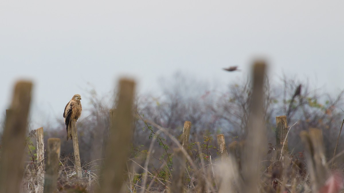 Red Kite - ML646389780