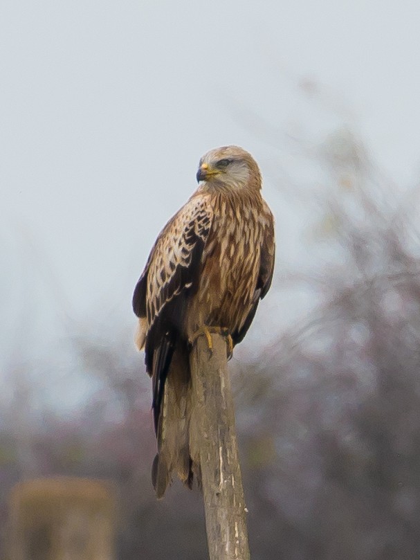 Red Kite - ML646389781